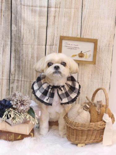 20241025モカちゃん